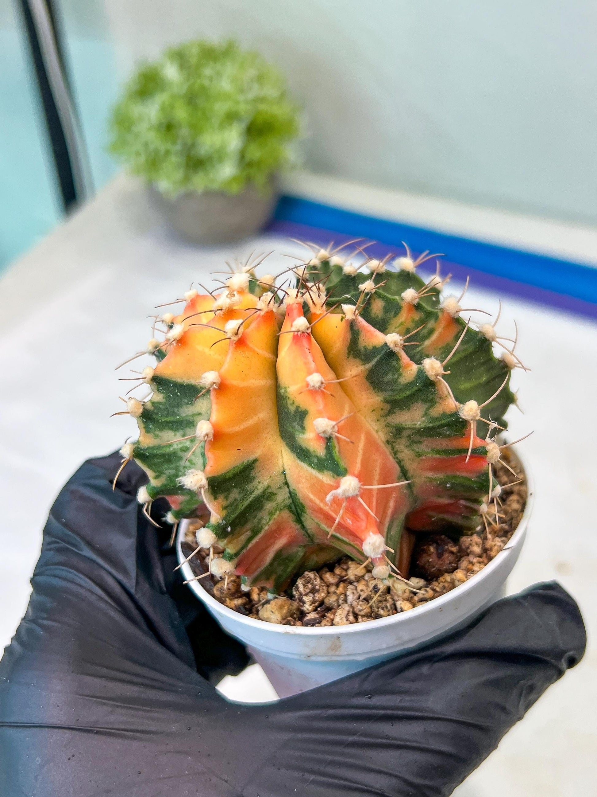 Gymnocalycium Mihanovichii Var (#G1) (B1) | Rare sucuclent