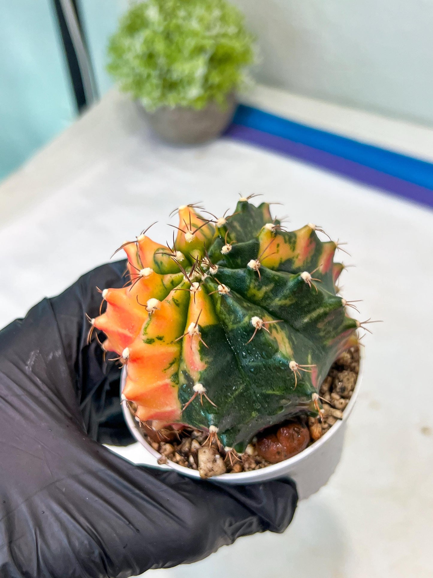 Gymnocalycium Mihanovichii Var (#G1) (B2) | Rare sucuclent