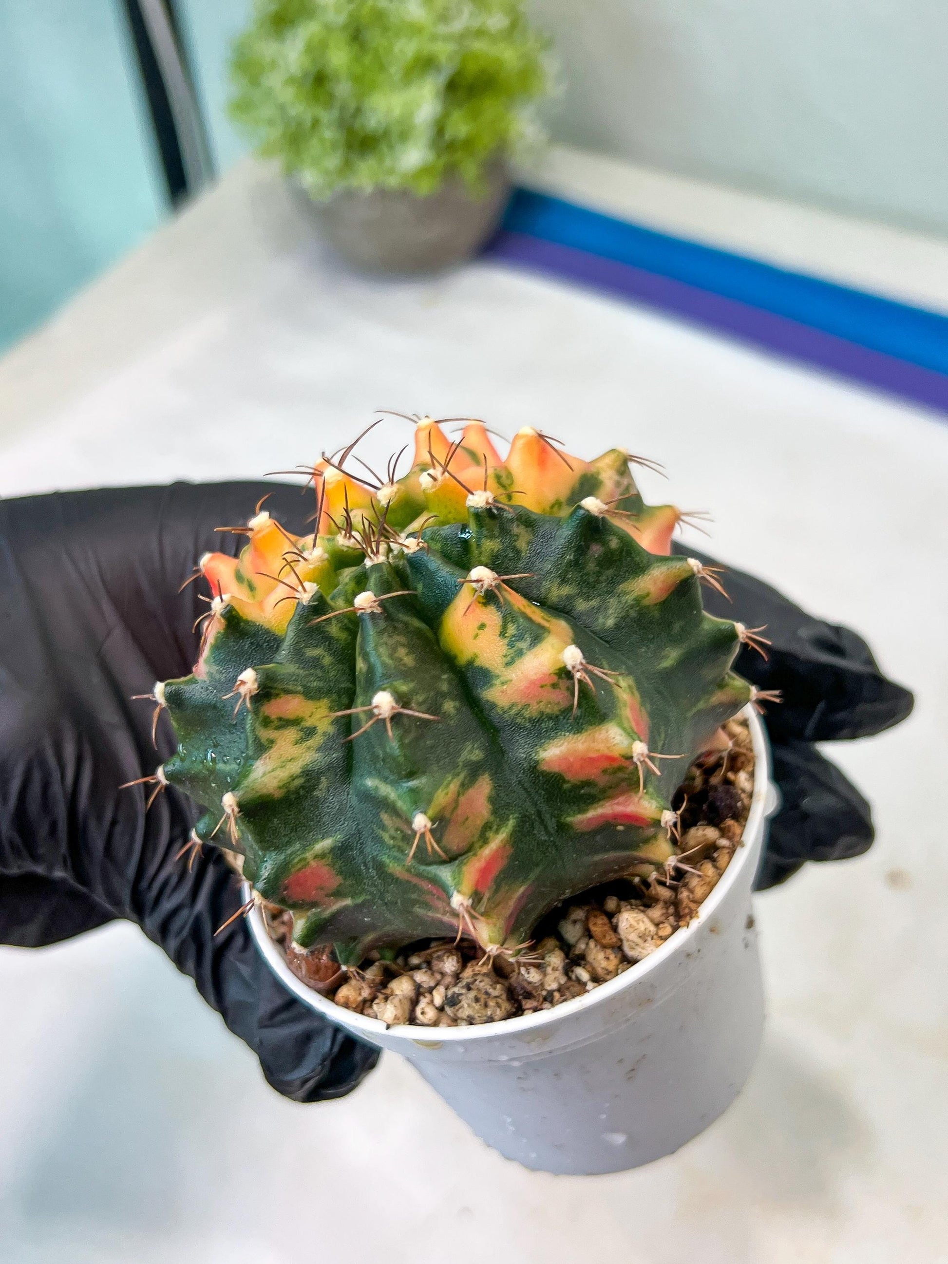 Gymnocalycium Mihanovichii Var (#G1) (B2) | Rare sucuclent