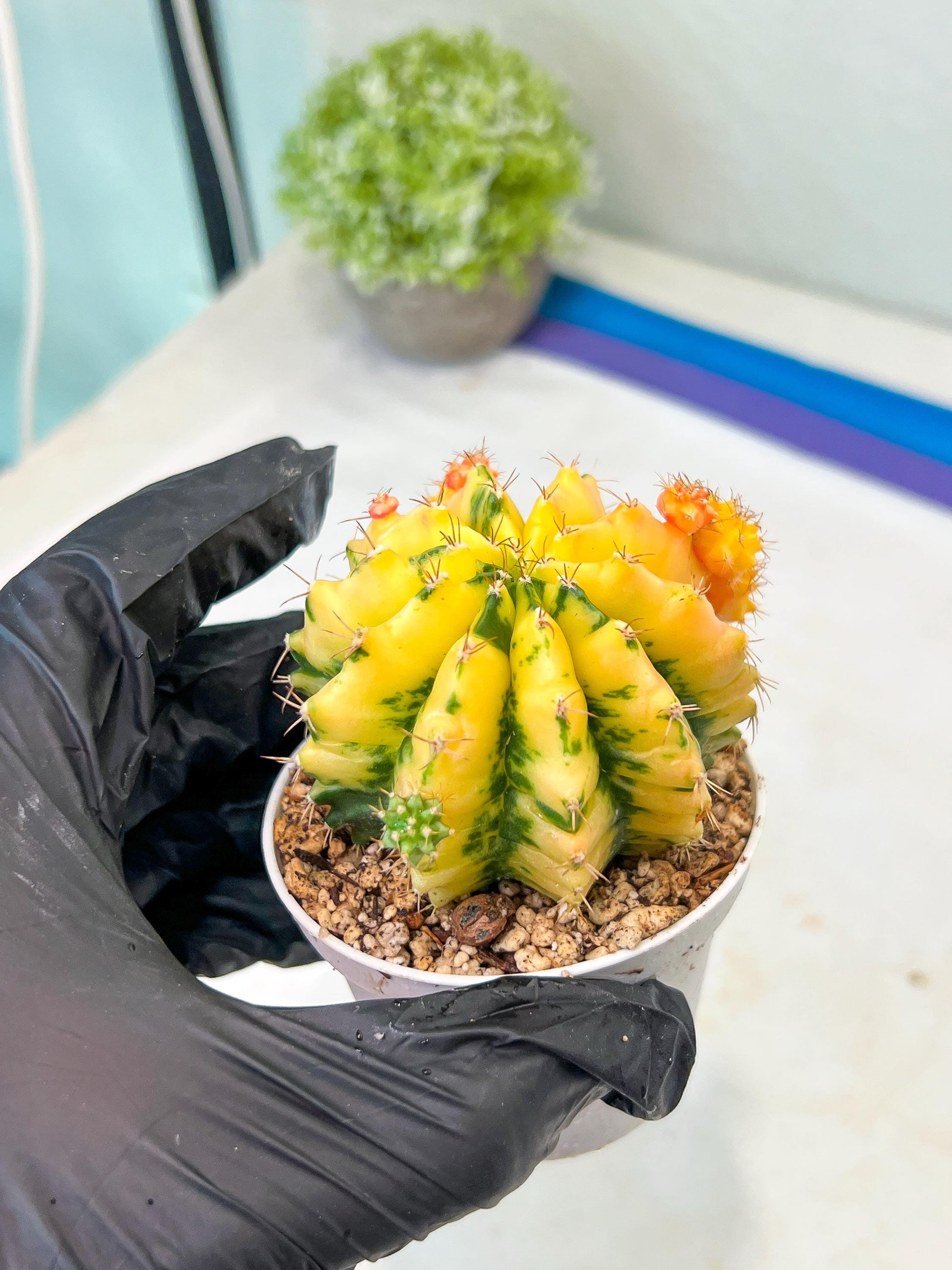 Gymnocalycium Mihanovichii Var (#G1) (B3) | Rare sucuclent