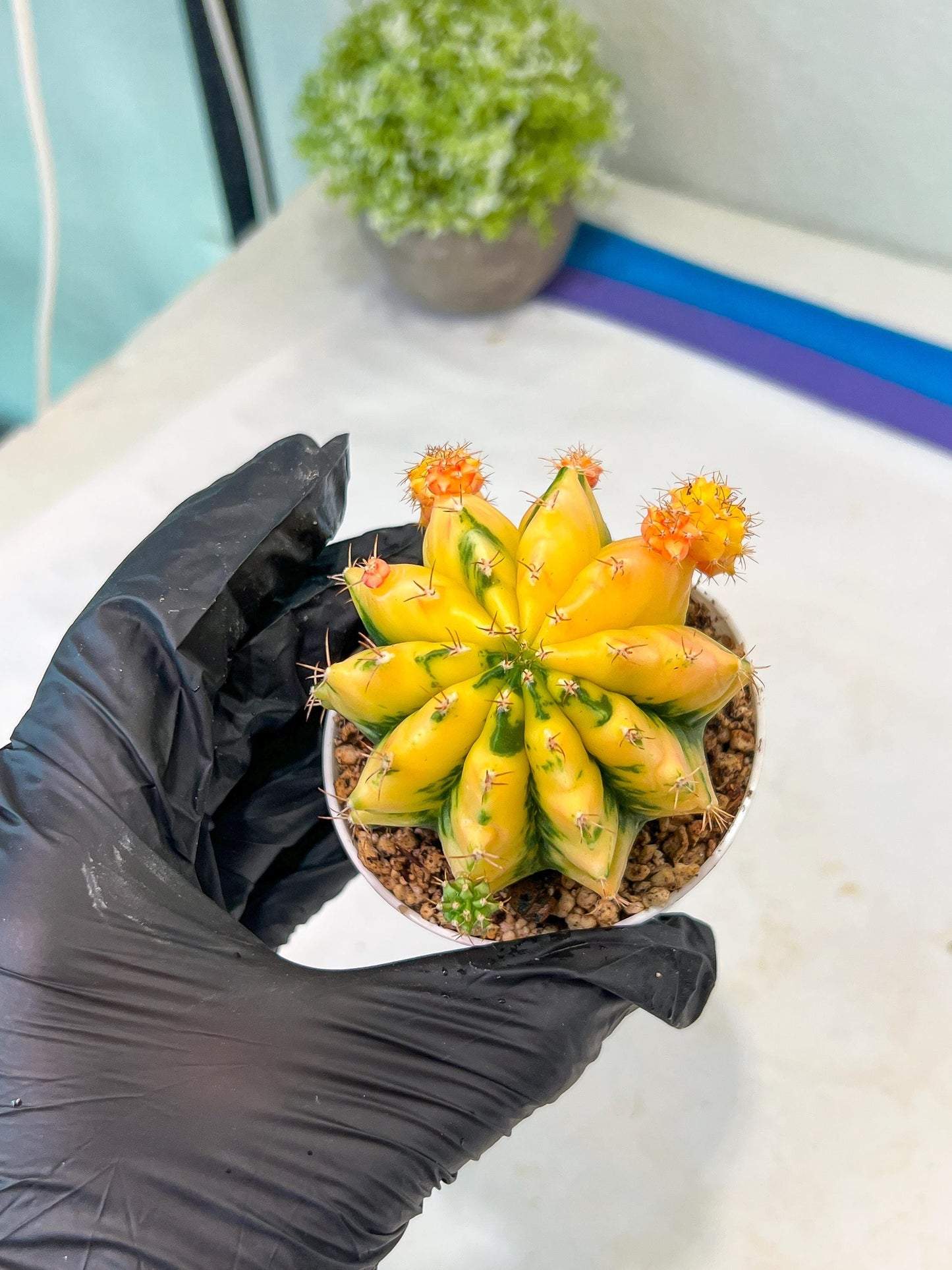 Gymnocalycium Mihanovichii Var (#G1) (B3) | Rare sucuclent