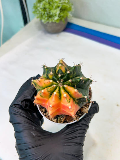 Gymnocalycium Mihanovichii Var (#G1) (B2) | Rare sucuclent