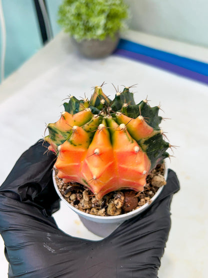 Gymnocalycium Mihanovichii Var (#G1) (B2) | Rare sucuclent