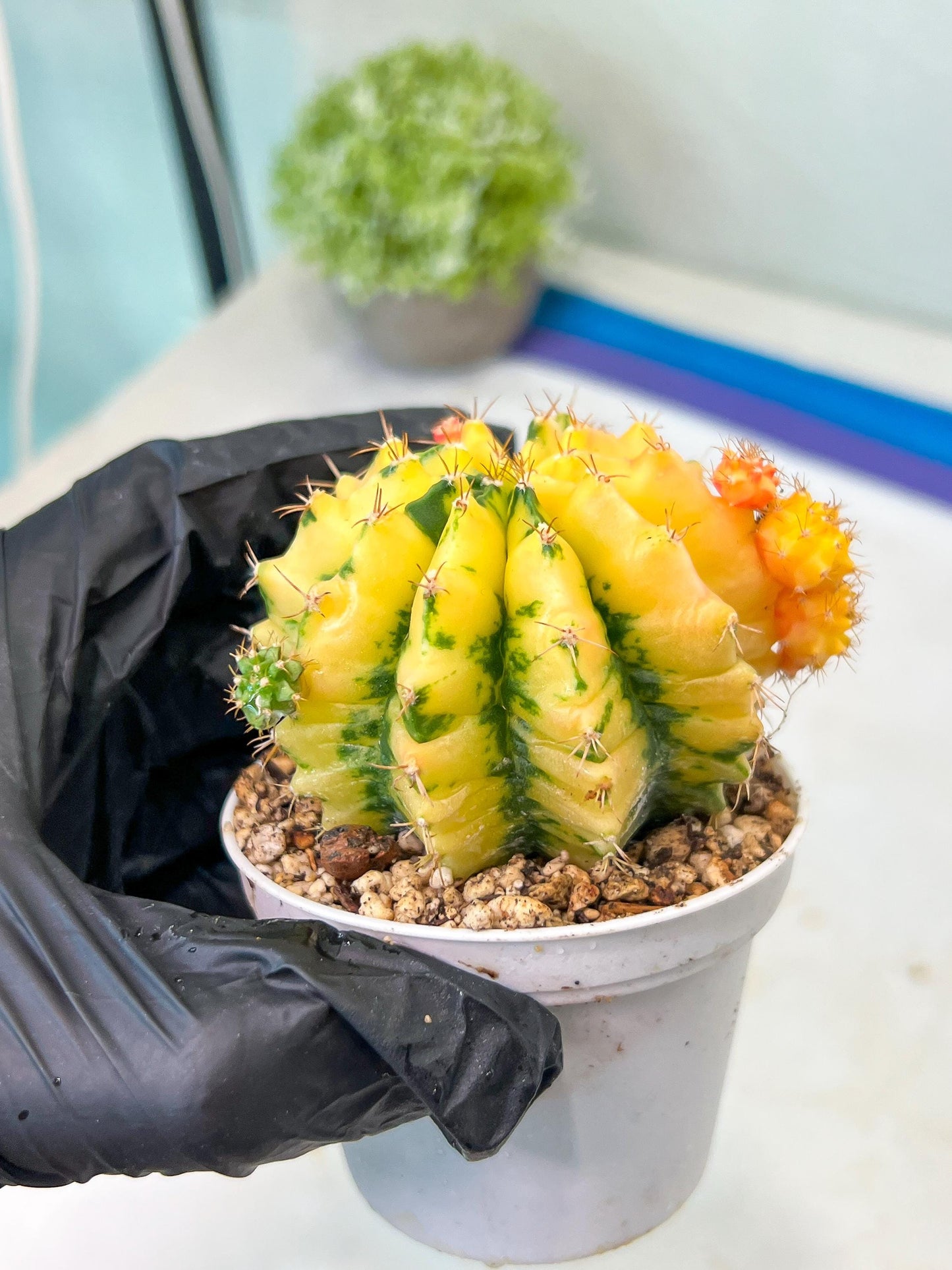 Gymnocalycium Mihanovichii Var (#G1) (B3) | Rare sucuclent