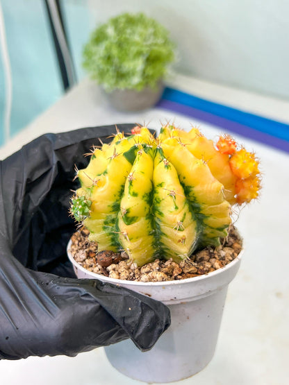 Gymnocalycium Mihanovichii Var (#G1) (B3) | Rare sucuclent