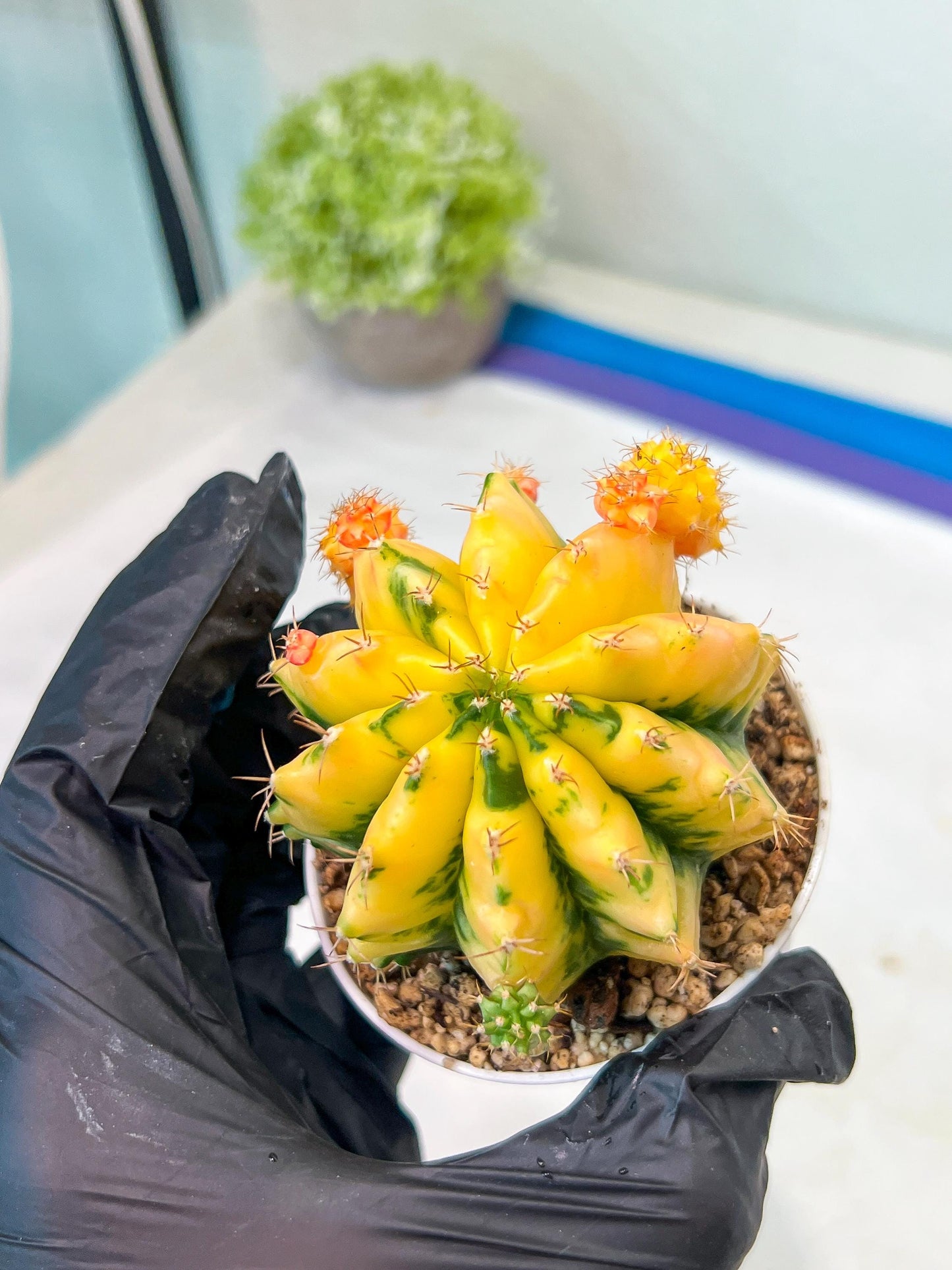 Gymnocalycium Mihanovichii Var (#G1) (B3) | Rare sucuclent