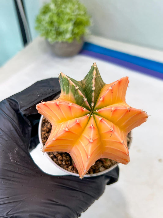 Gymnocalycium Mihanovichii Var (#G1) (B5) | Rare sucuclent