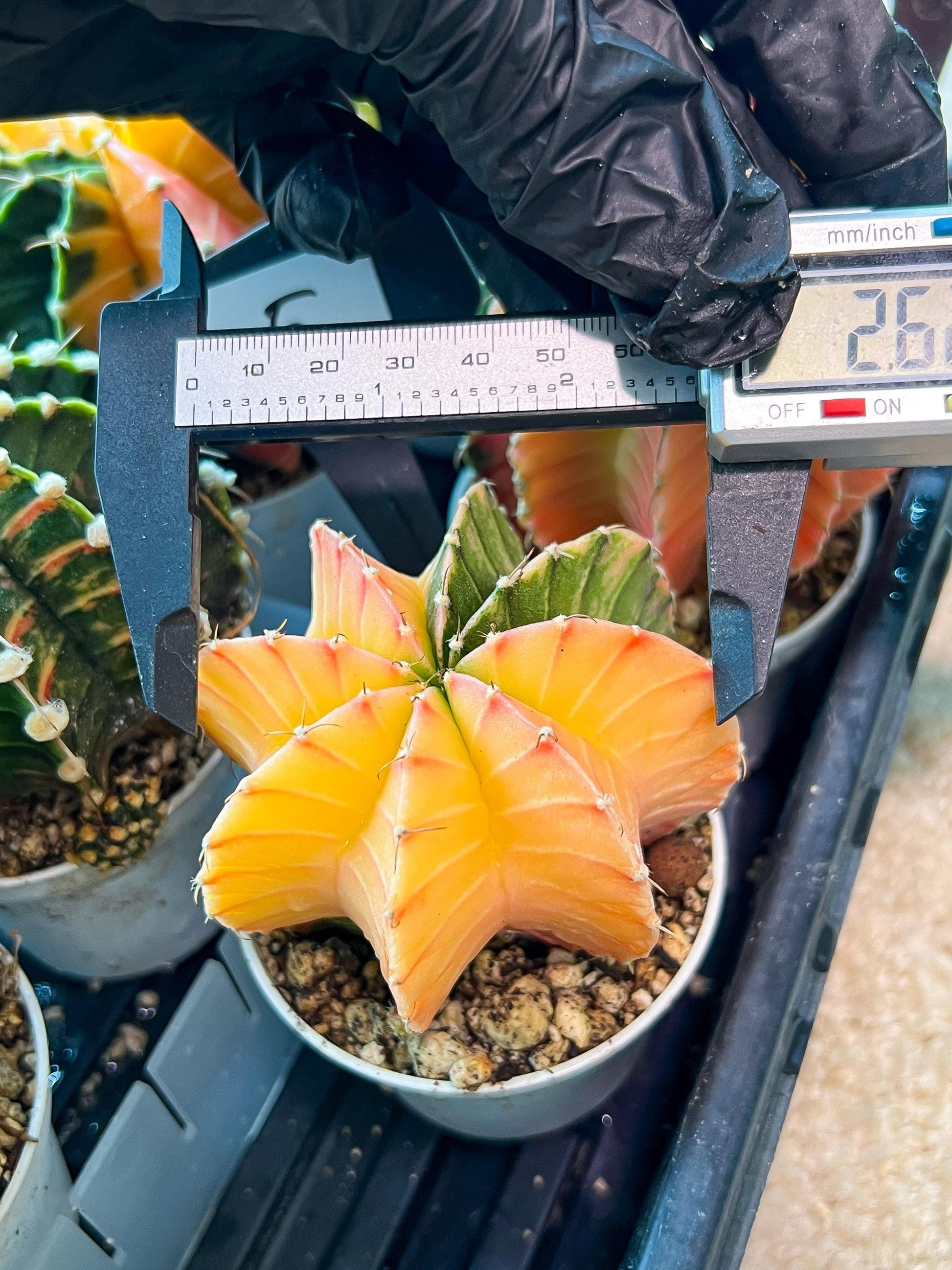 Gymnocalycium Mihanovichii Var (#G1) (B5) | Rare sucuclent