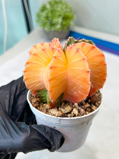 Gymnocalycium Mihanovichii Var (#G1) (B5) | Rare sucuclent