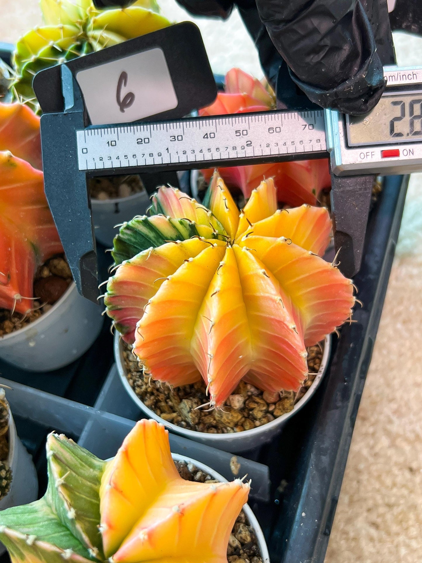 Gymnocalycium Mihanovichii Var (#G1) (B6) | Rare sucuclent