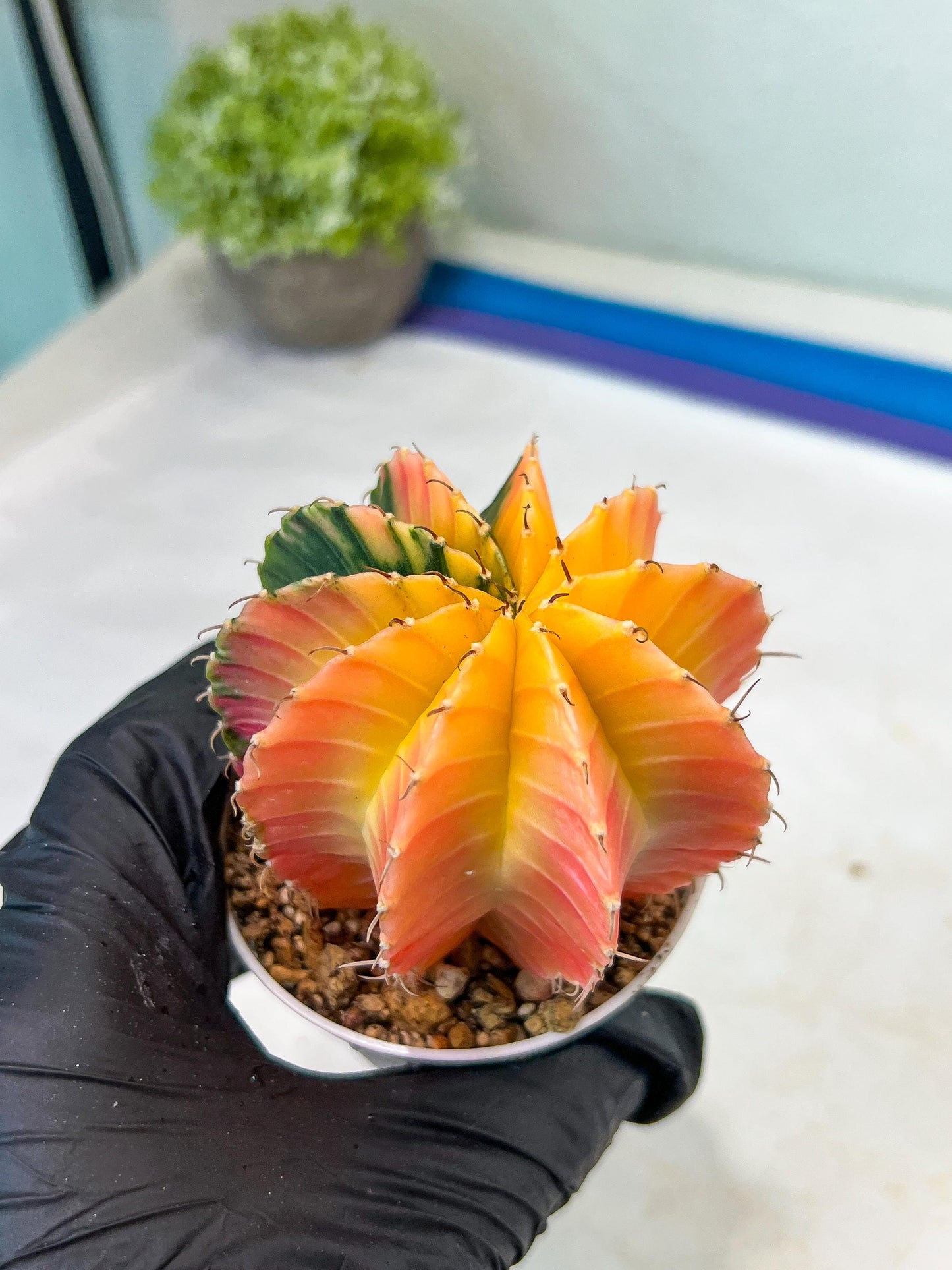 Gymnocalycium Mihanovichii Var (#G1) (B6) | Rare sucuclent