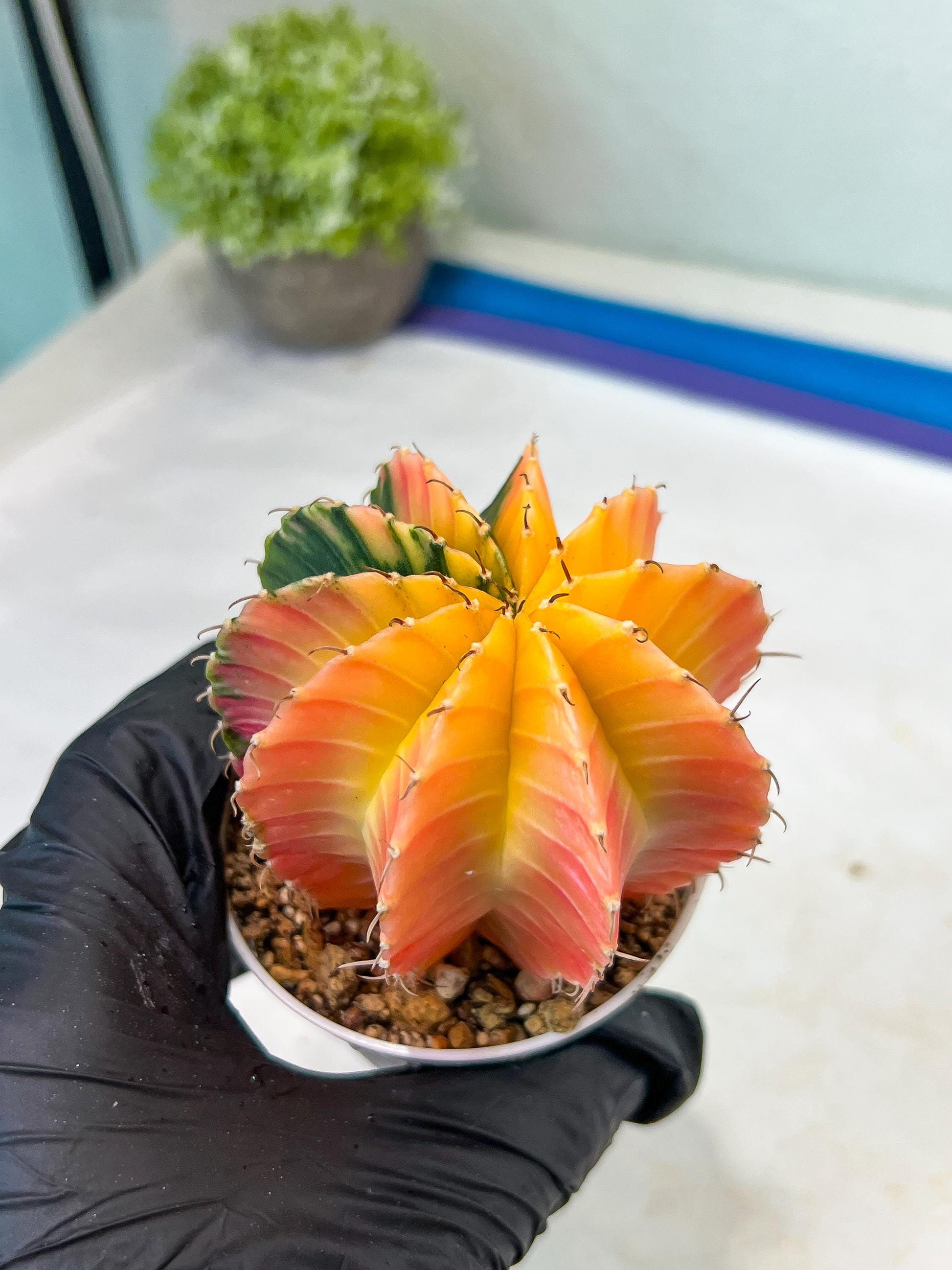 Gymnocalycium Mihanovichii Var (#G1) (B6) | Rare sucuclent
