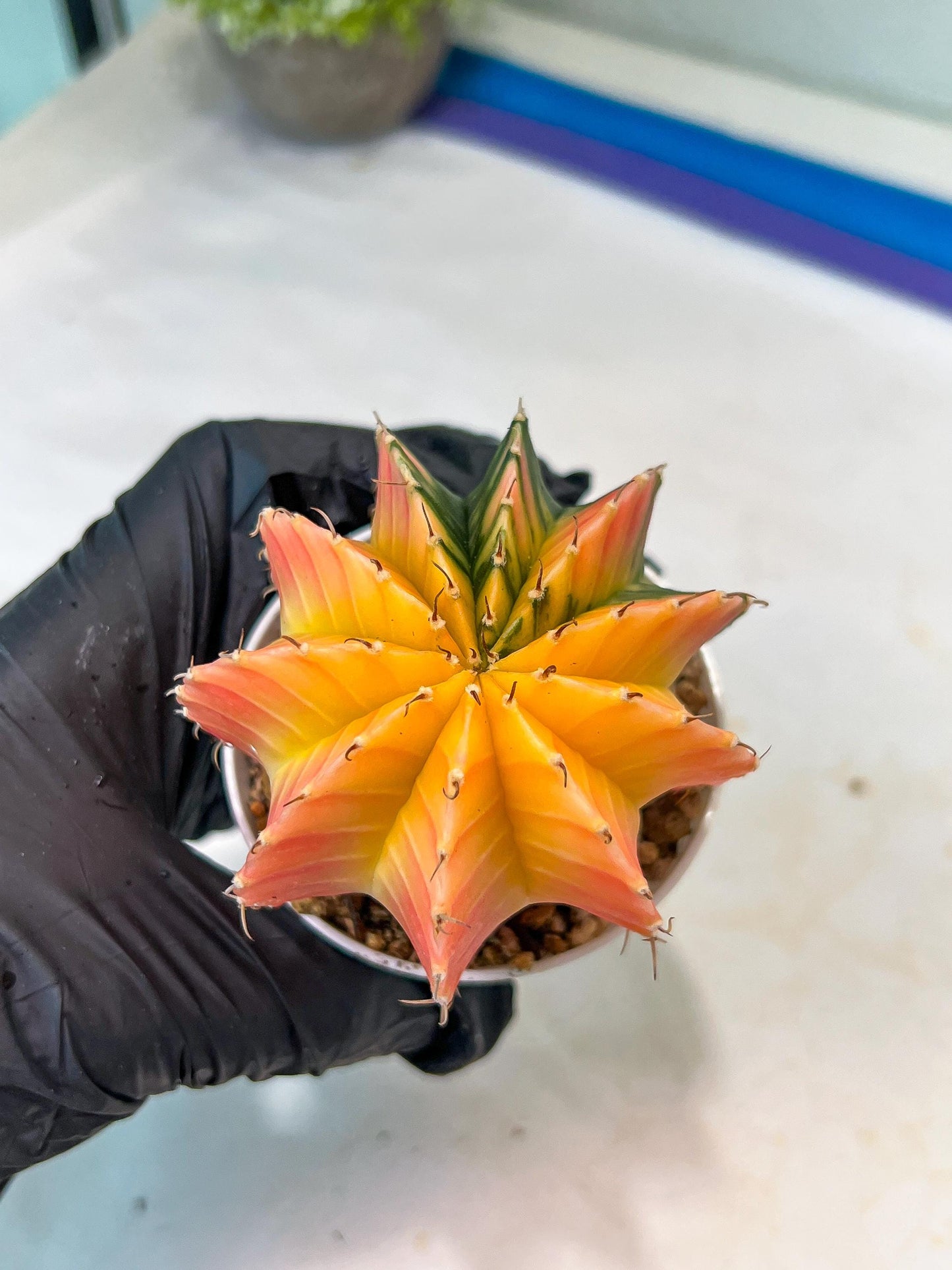 Gymnocalycium Mihanovichii Var (#G1) (B6) | Rare sucuclent