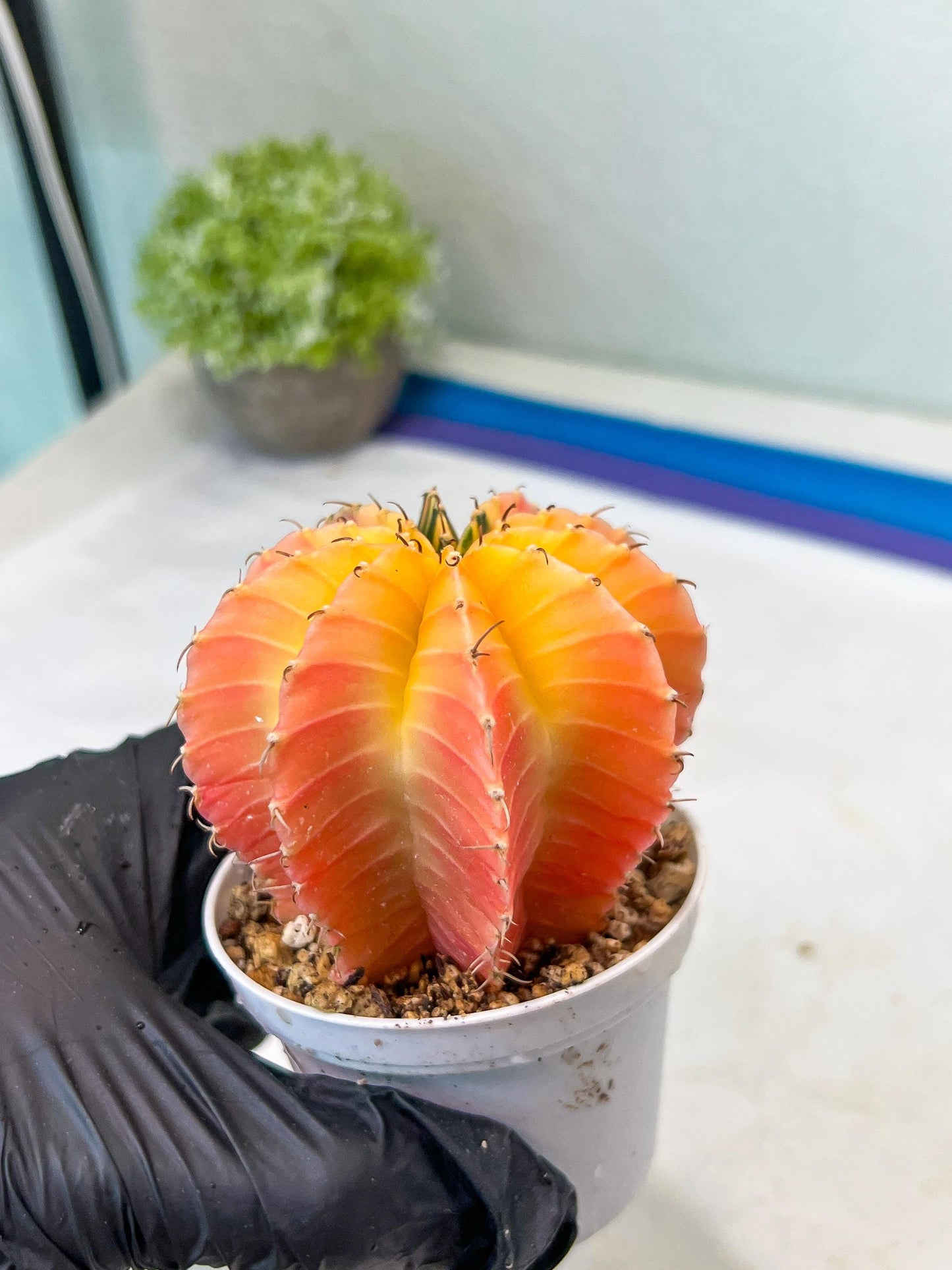 Gymnocalycium Mihanovichii Var (#G1) (B6) | Rare sucuclent