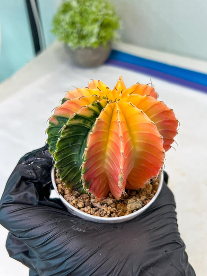 Gymnocalycium Mihanovichii Var (#G1) (B6) | Rare sucuclent