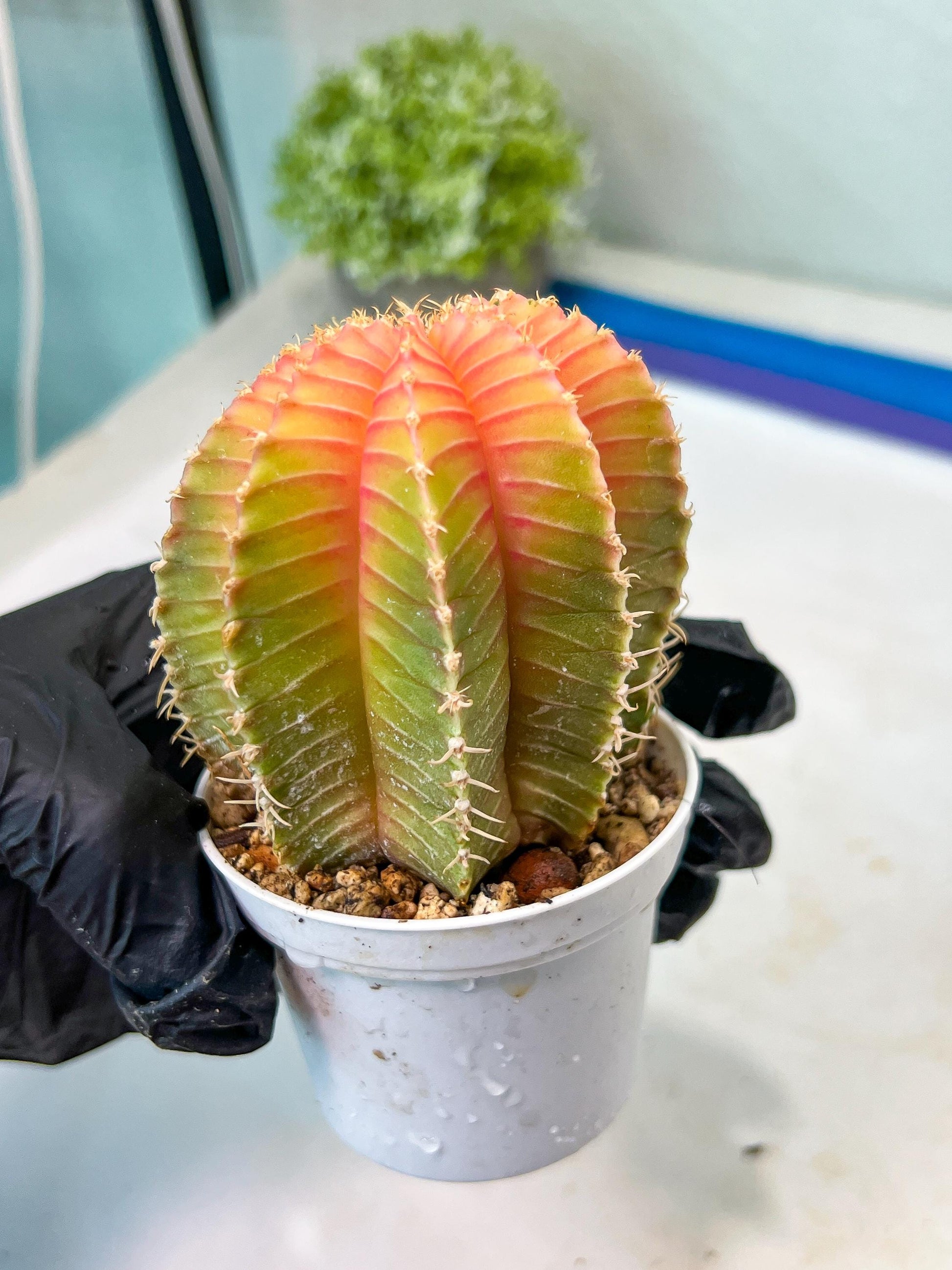 Gymnocalycium Mihanovichii Var (g1) (y1) | variegated cactus