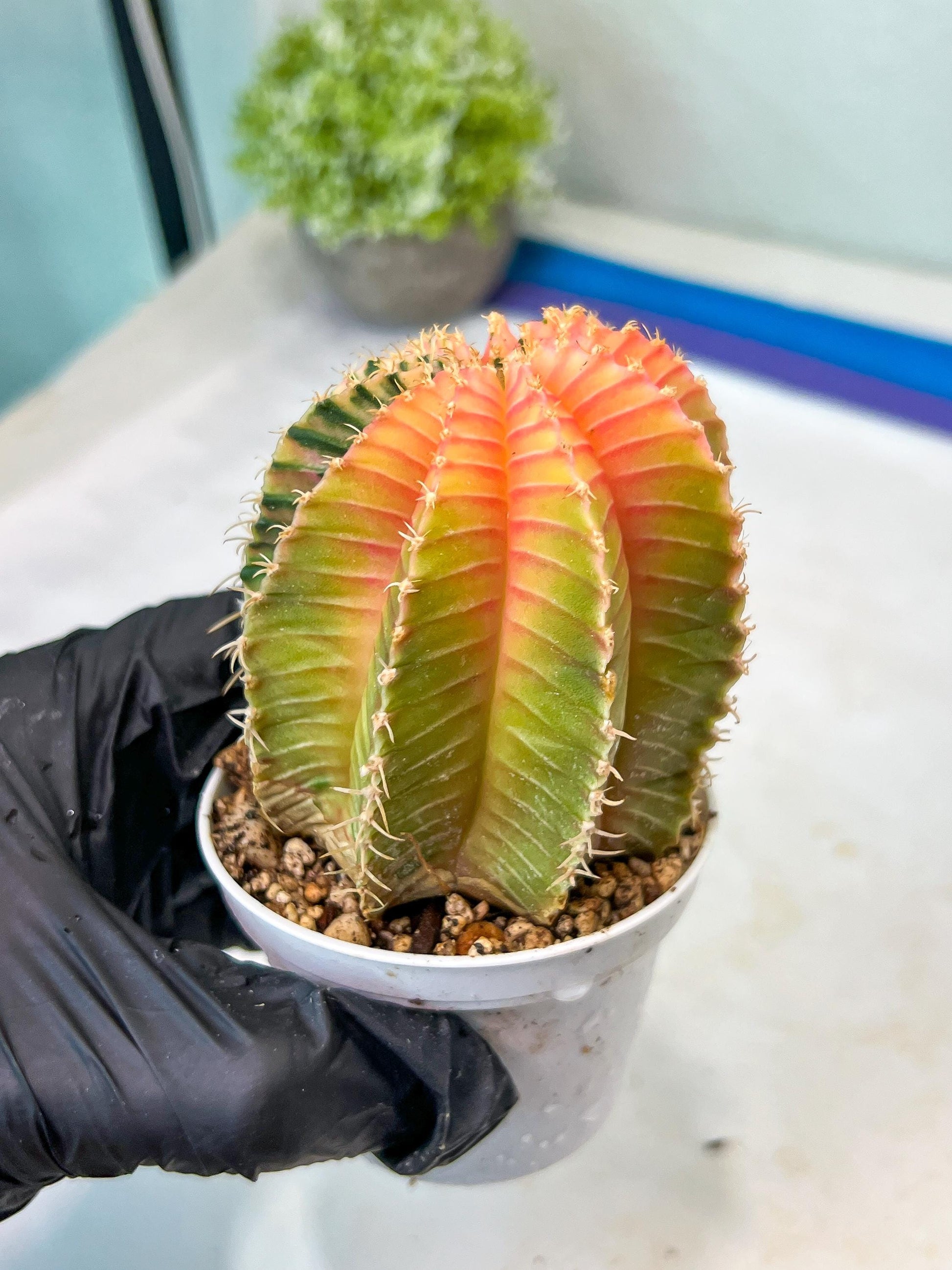 Gymnocalycium Mihanovichii Var (g1) (y1) | variegated cactus