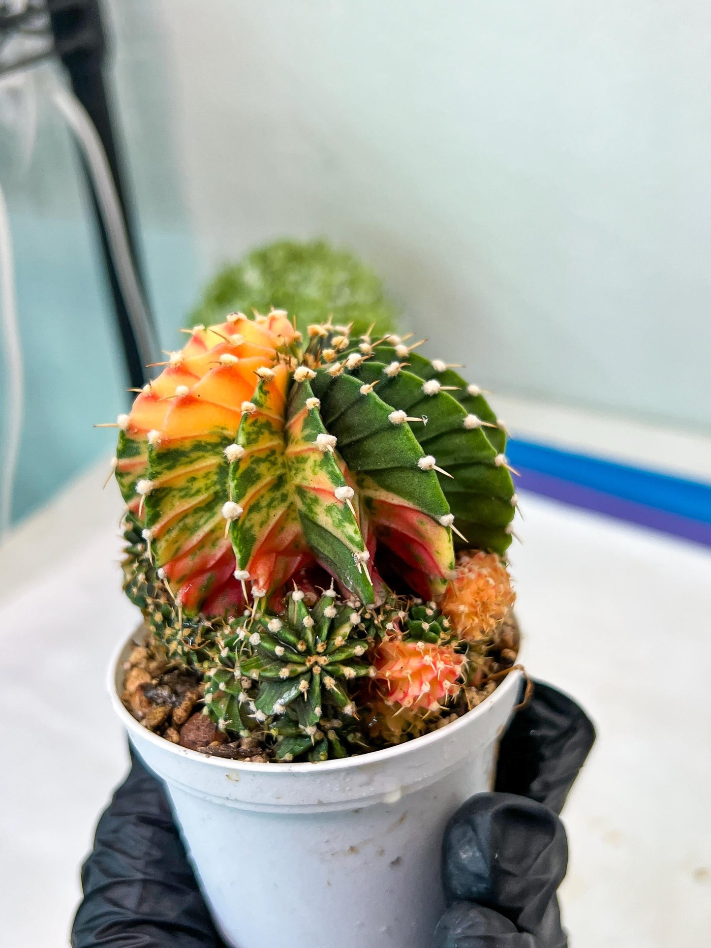Gymnocalycium Mihanovichii Var (g1) (y2) | variegated cactus