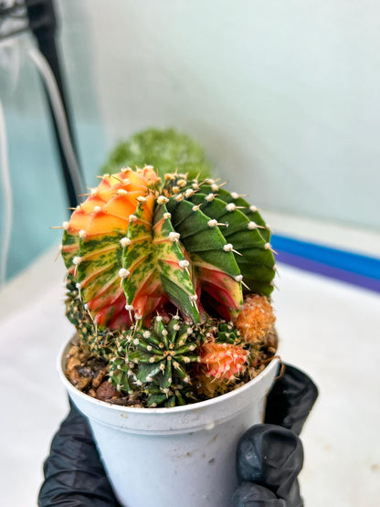Gymnocalycium Mihanovichii Var (g1) (y2) | variegated cactus