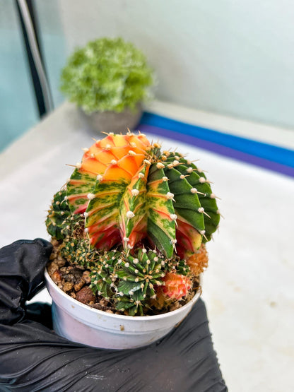 Gymnocalycium Mihanovichii Var (g1) (y2) | variegated cactus