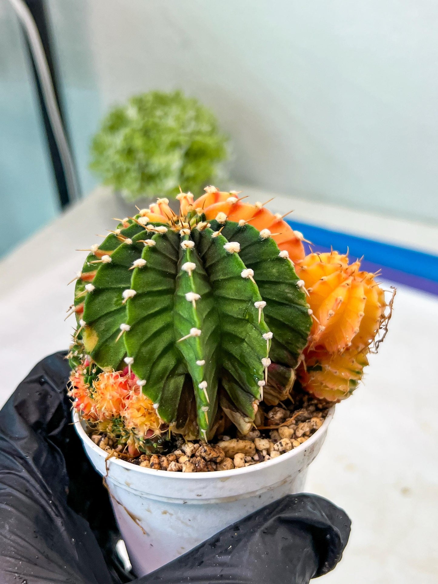 Gymnocalycium Mihanovichii Var (g1) (y2) | variegated cactus
