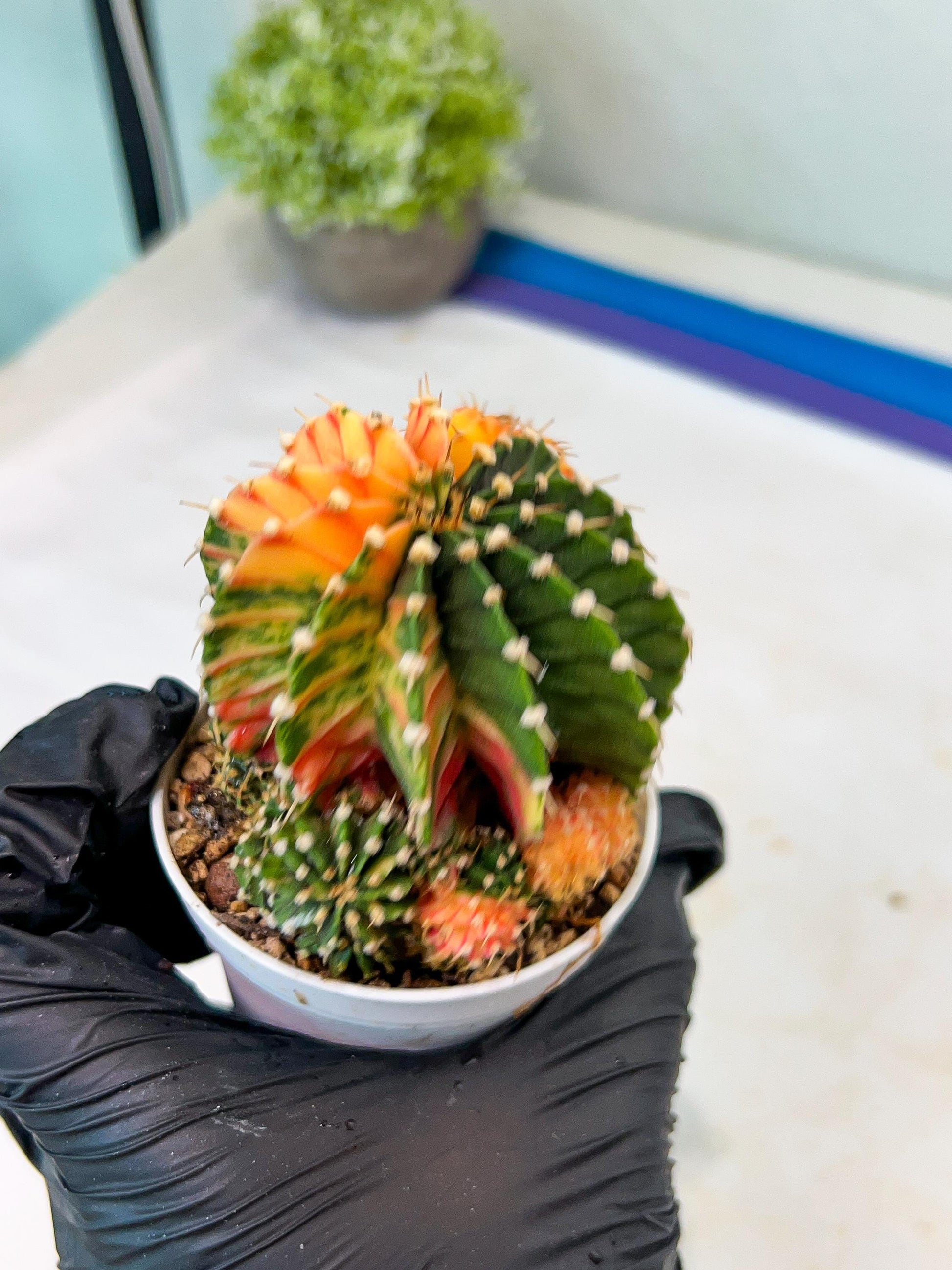 Gymnocalycium Mihanovichii Var (g1) (y2) | variegated cactus