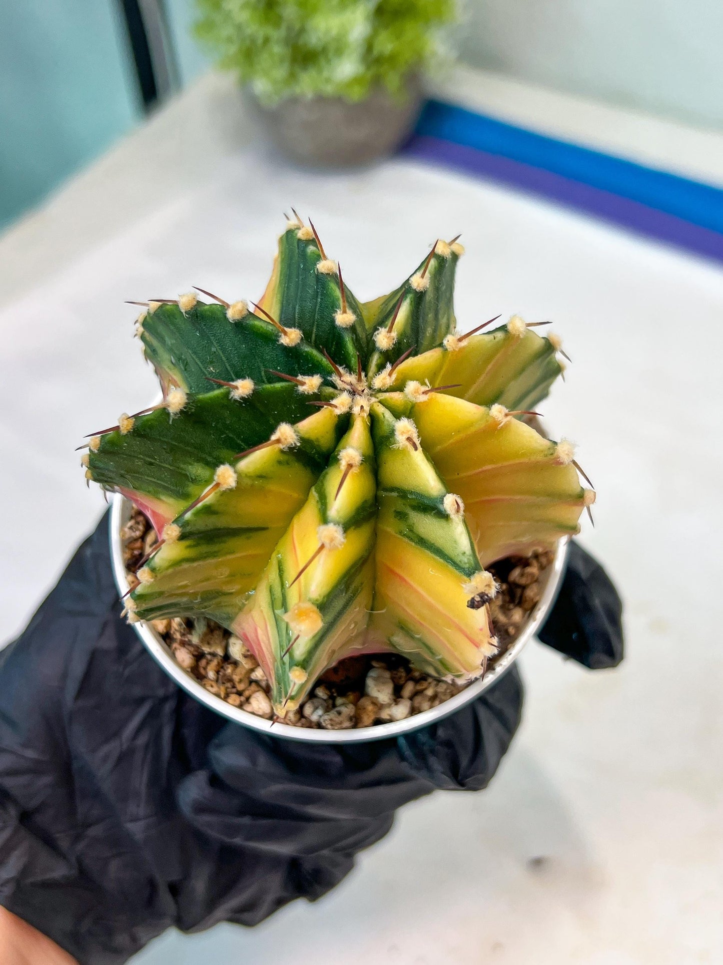 Gymnocalycium Mihanovichii Var (g1) (y3) | variegated cactus