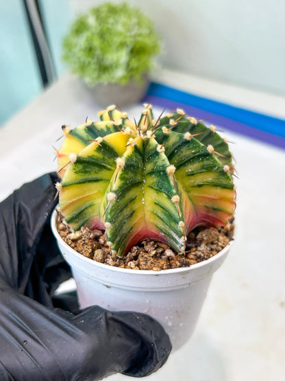 Gymnocalycium Mihanovichii Var (g1) (y3) | variegated cactus