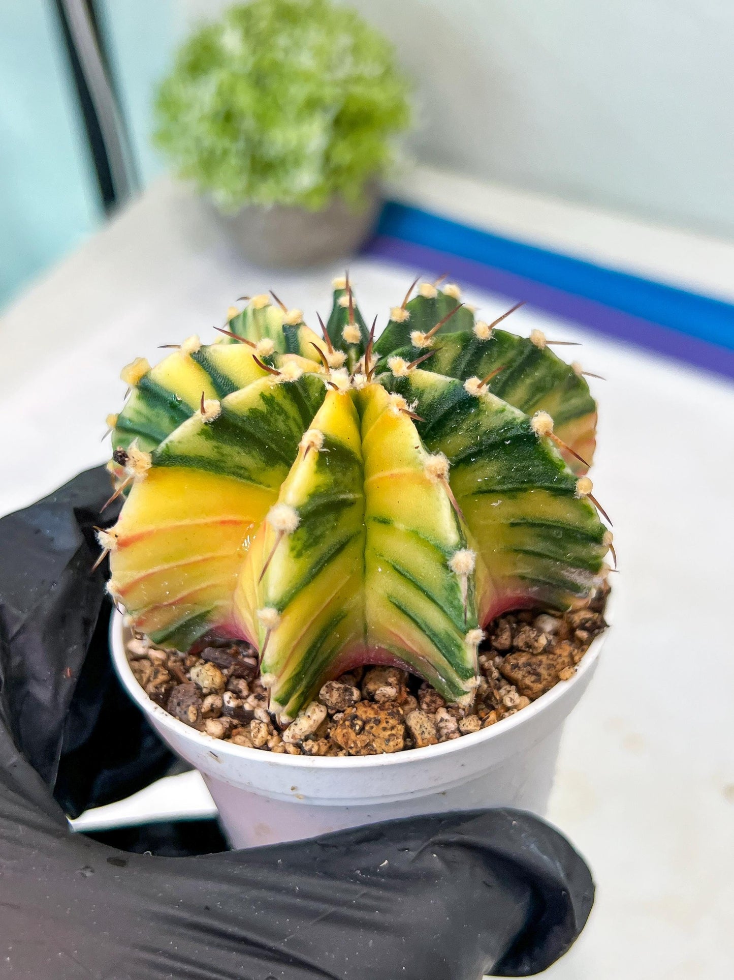 Gymnocalycium Mihanovichii Var (g1) (y3) | variegated cactus