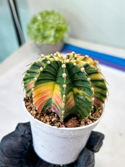 Gymnocalycium Mihanovichii Var (g1) (y3) | variegated cactus