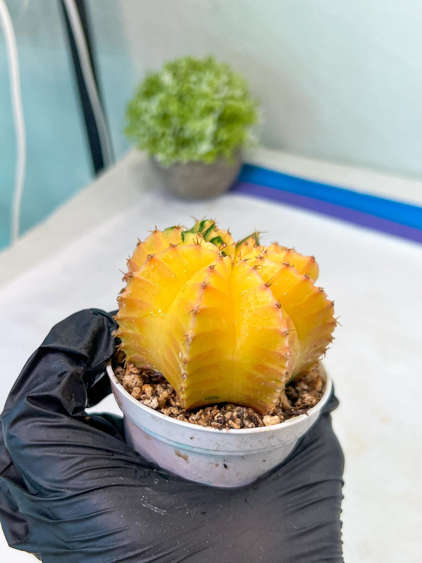 Gymnocalycium Mihanovichii Var (g1) (y4) | variegated cactus