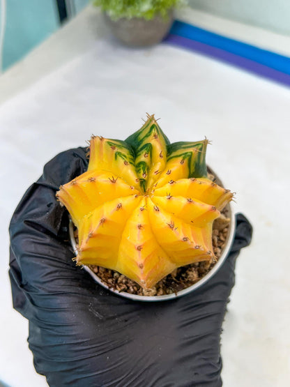 Gymnocalycium Mihanovichii Var (g1) (y4) | variegated cactus