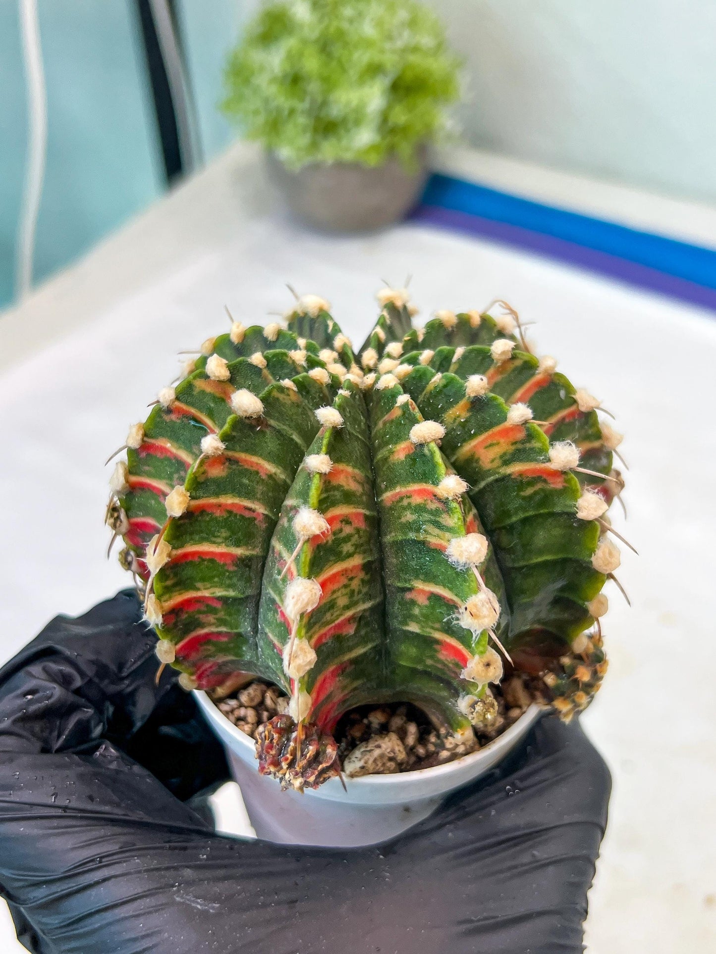 Gymnocalycium Mihanovichii Var (g1) (y5) | variegated cactus