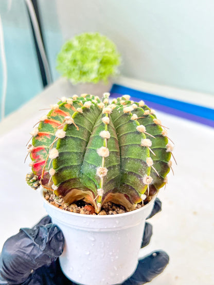 Gymnocalycium Mihanovichii Var (g1) (y5) | variegated cactus