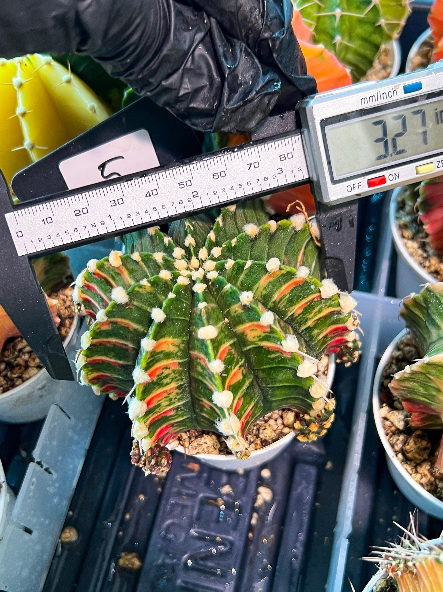 Gymnocalycium Mihanovichii Var (g1) (y5) | variegated cactus
