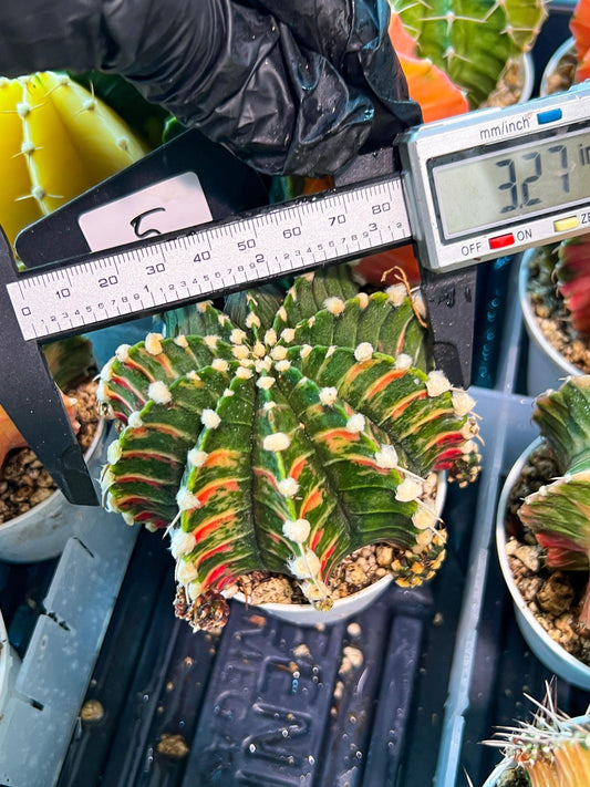 Gymnocalycium Mihanovichii Var (g1) (y5) | variegated cactus