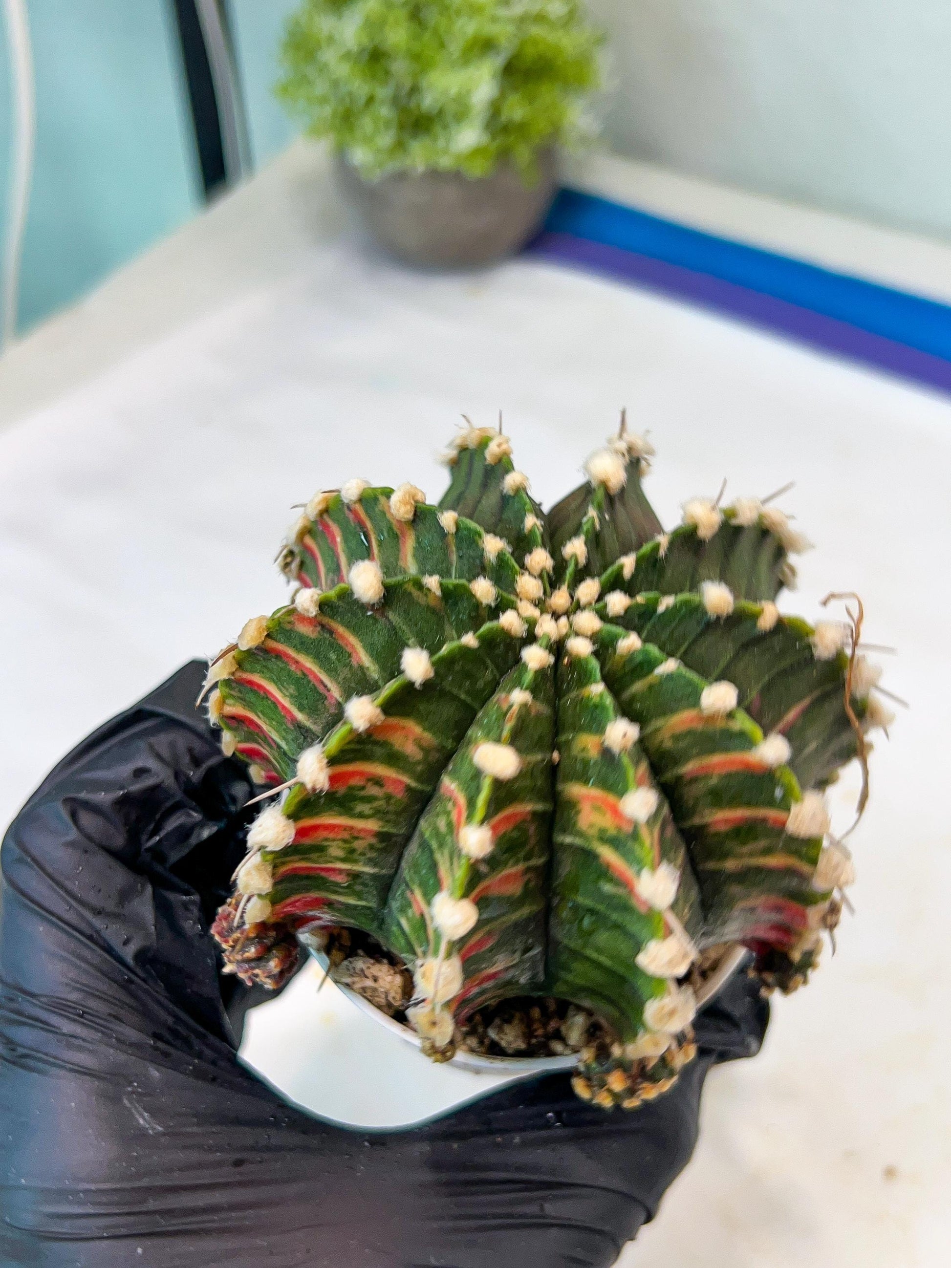 Gymnocalycium Mihanovichii Var (g1) (y5) | variegated cactus