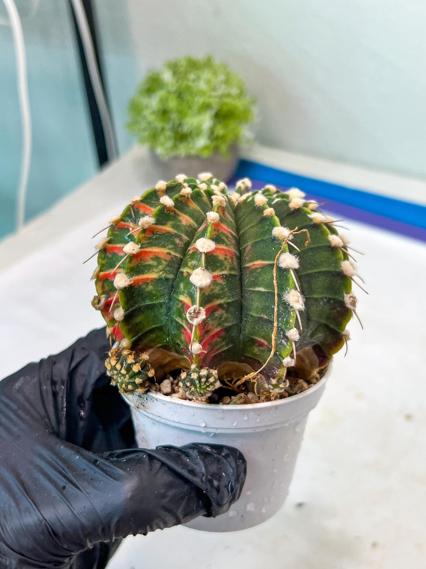 Gymnocalycium Mihanovichii Var (g1) (y5) | variegated cactus