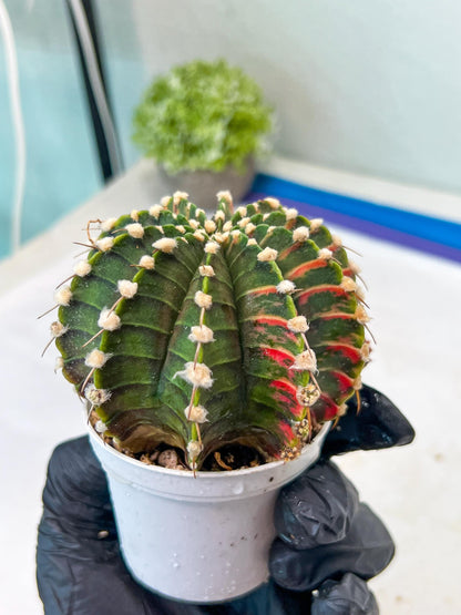 Gymnocalycium Mihanovichii Var (g1) (y5) | variegated cactus