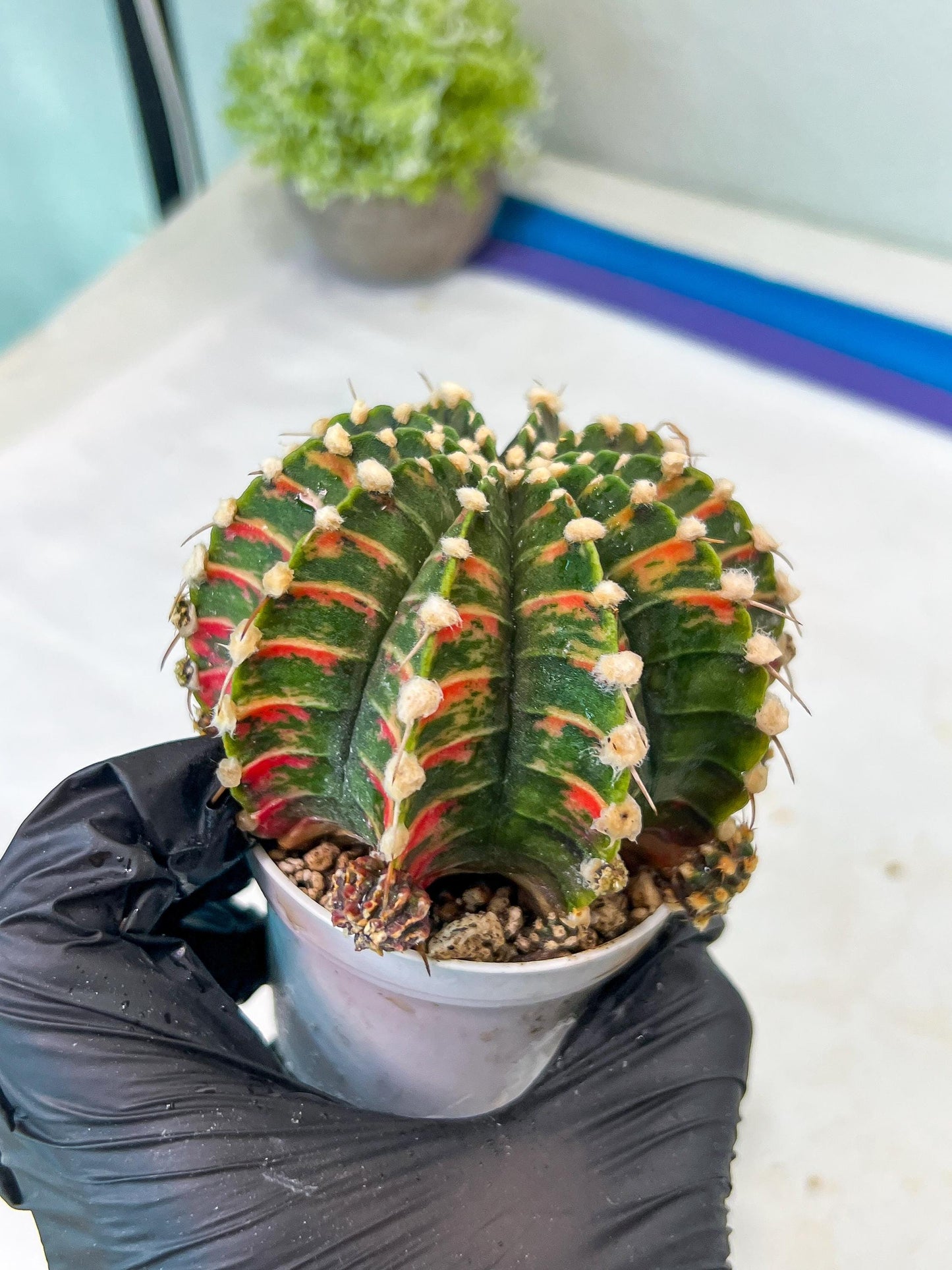 Gymnocalycium Mihanovichii Var (g1) (y5) | variegated cactus
