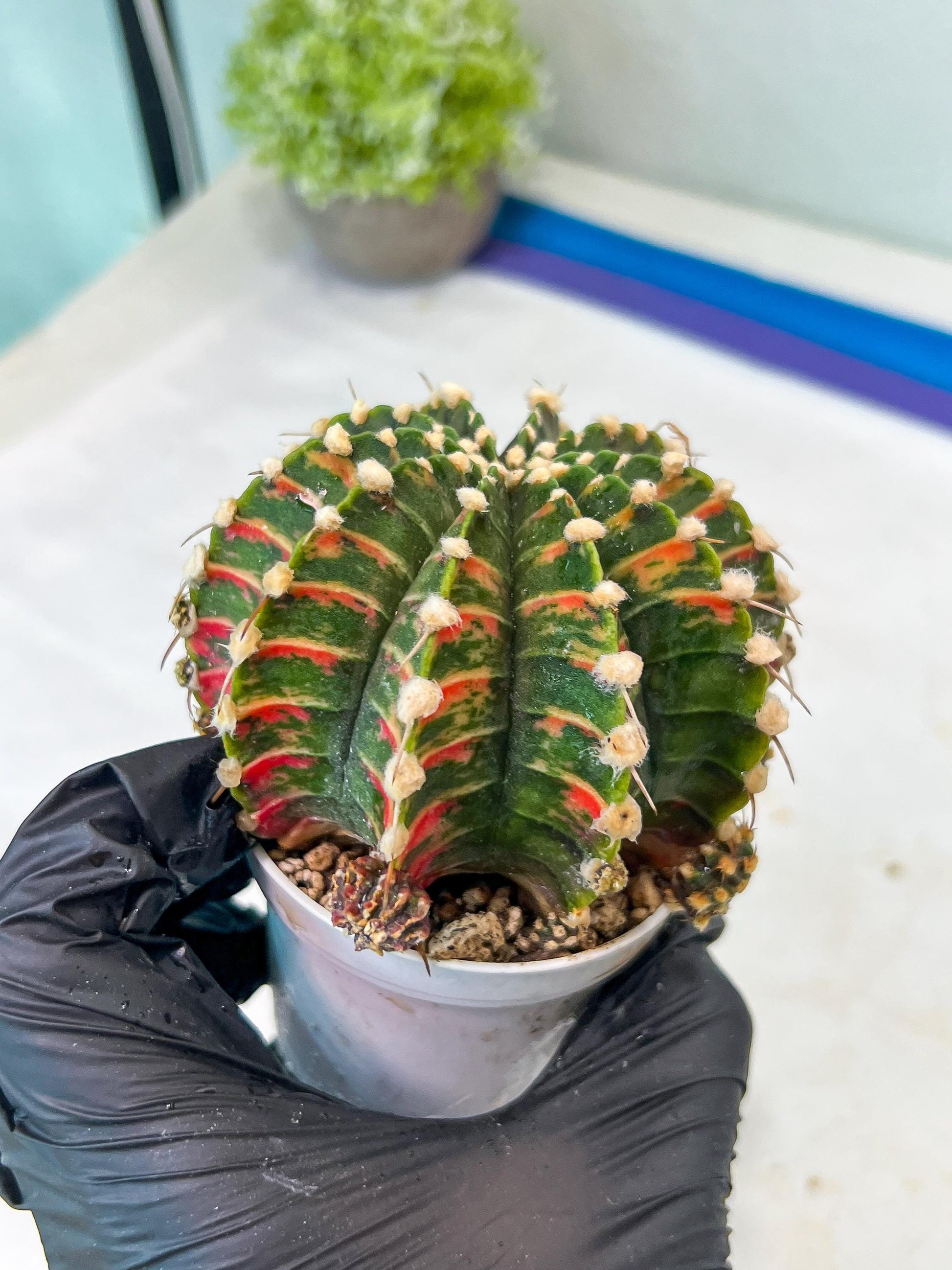 Gymnocalycium Mihanovichii Var (g1) (y5) | variegated cactus