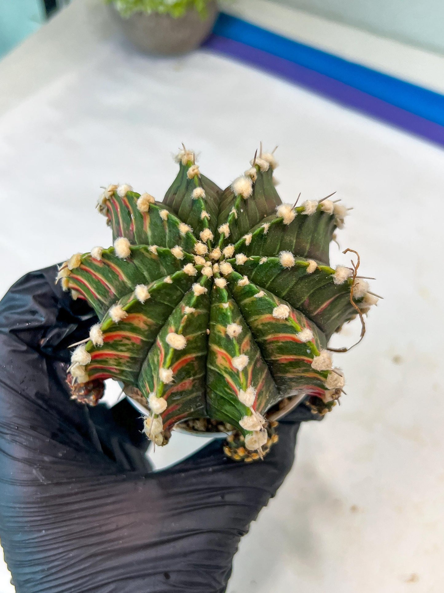 Gymnocalycium Mihanovichii Var (g1) (y5) | variegated cactus