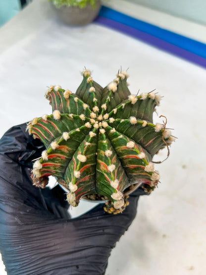 Gymnocalycium Mihanovichii Var (g1) (y5) | variegated cactus