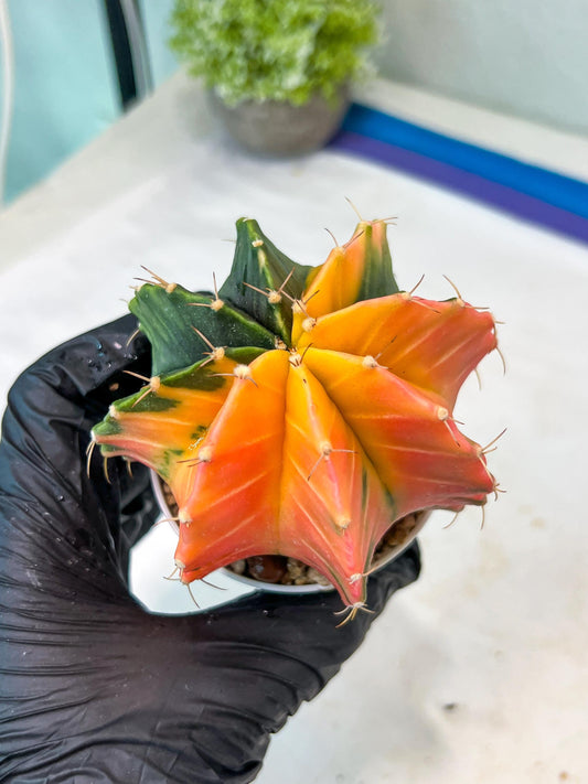 Gymnocalycium Mihanovichii Var (g1) (y6) | variegated cactus