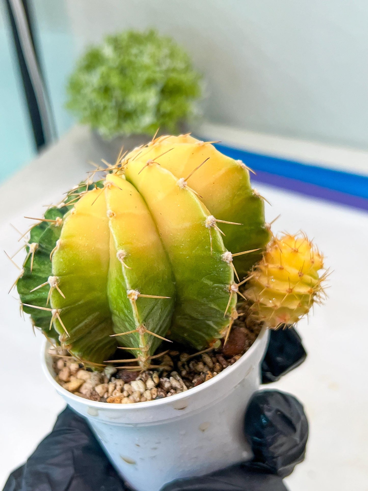 Gymnocalycium Mihanovichii Var (g1) (y7) | variegated cactus