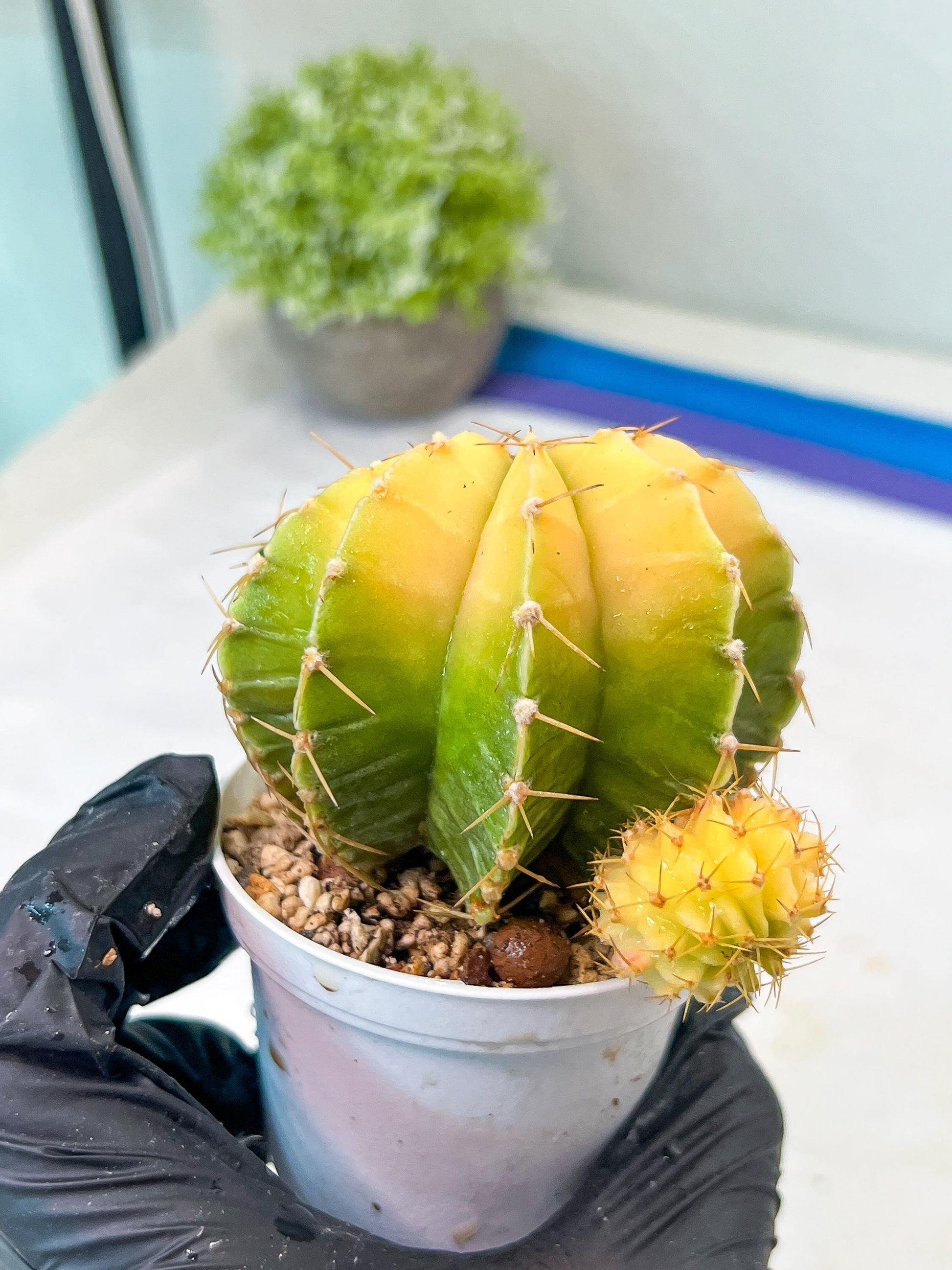 Gymnocalycium Mihanovichii Var (g1) (y7) | variegated cactus