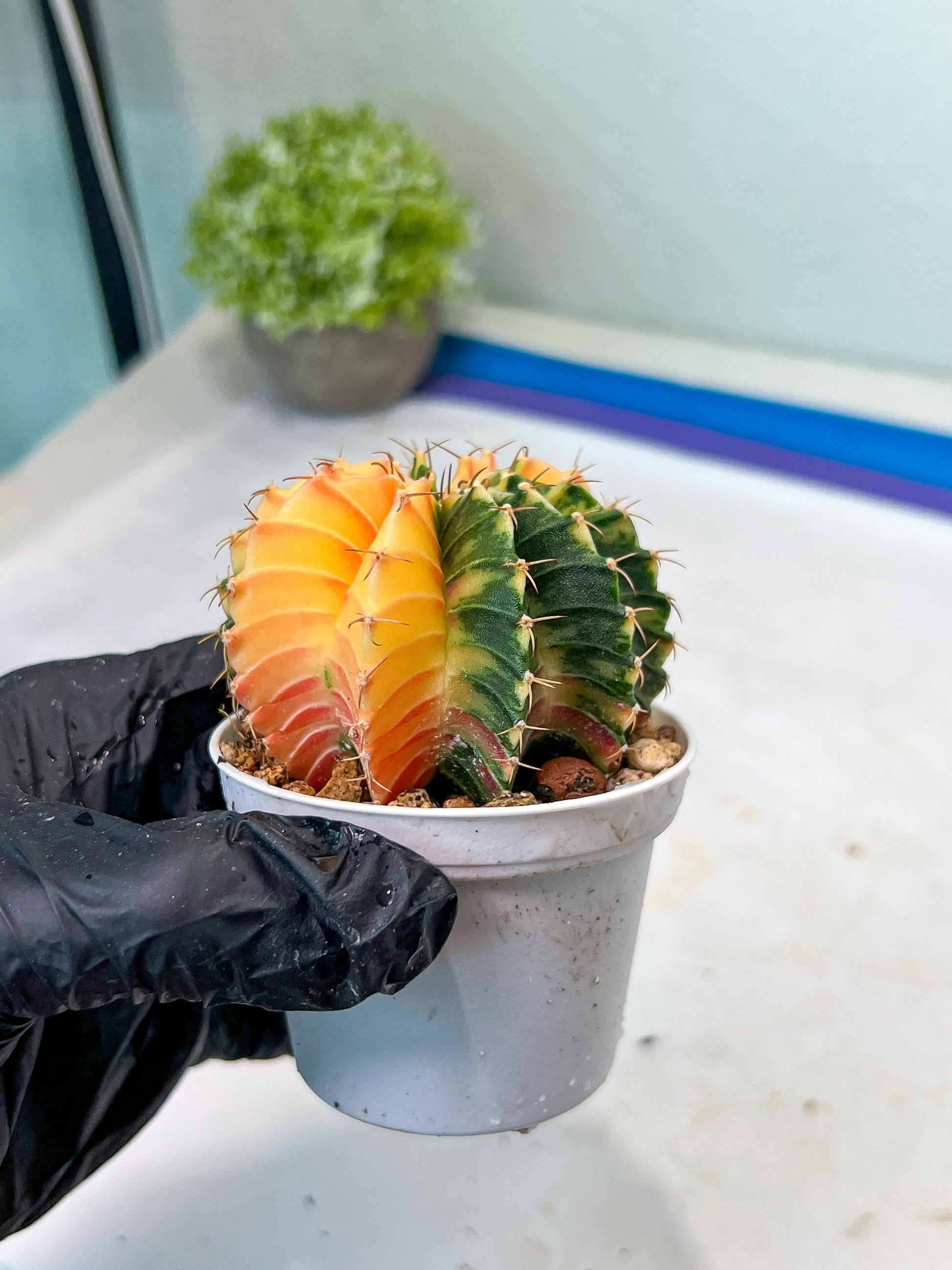 Gymnocalycium Mihanovichii Var (g1) (p1) | variegated cactus