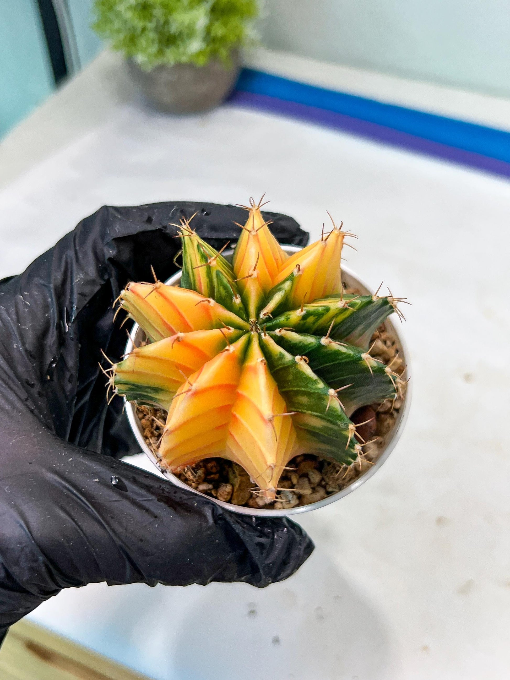 Gymnocalycium Mihanovichii Var (g1) (p1) | variegated cactus