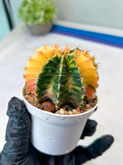 Gymnocalycium Mihanovichii Var (g1) (p1) | variegated cactus