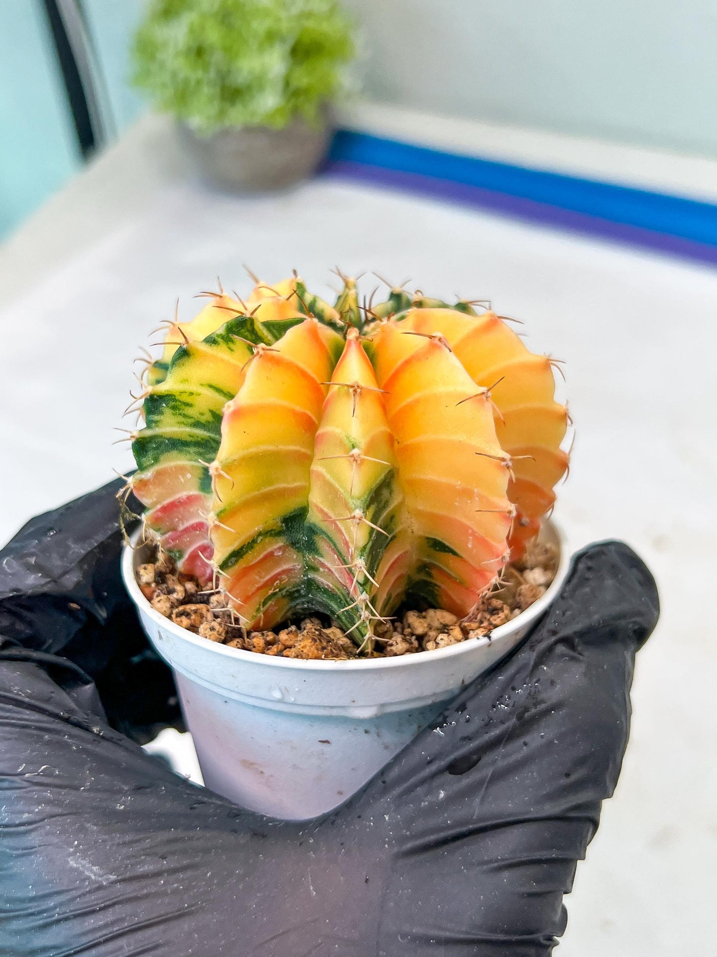 Gymnocalycium Mihanovichii Var (g1) (p1) | variegated cactus